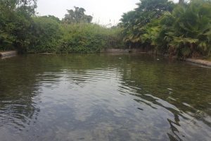 עין נון מגדל