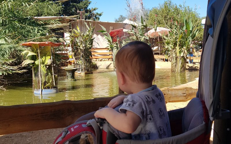 יער הקופים ביודפת