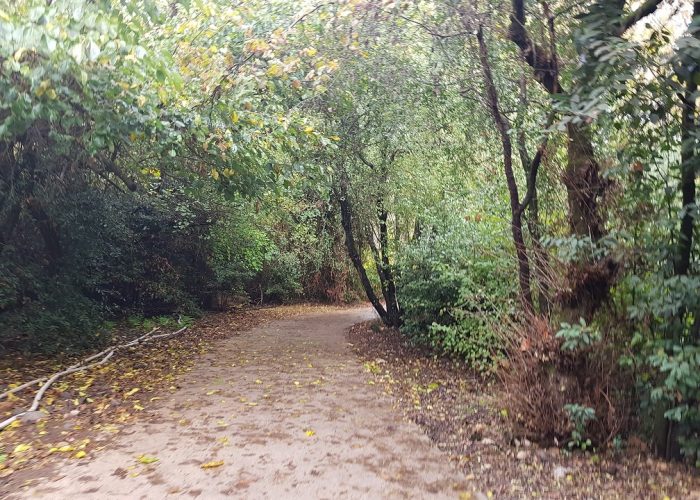 שלכת בשמורת הטבע תל דן