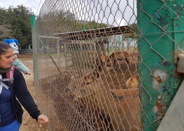 יער האיילים יער אודם