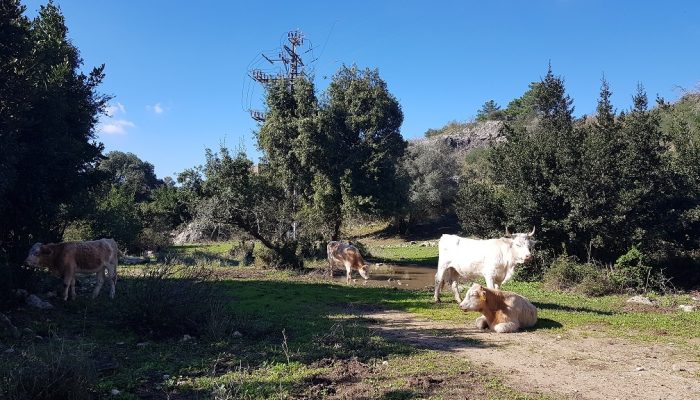 האגם הנסתר בנחל אורן יערות הכרמל