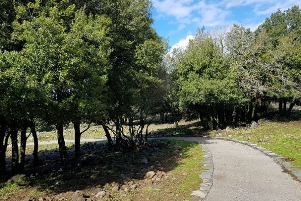 הג'ובה הגדולה שמורת טבע יער אודם