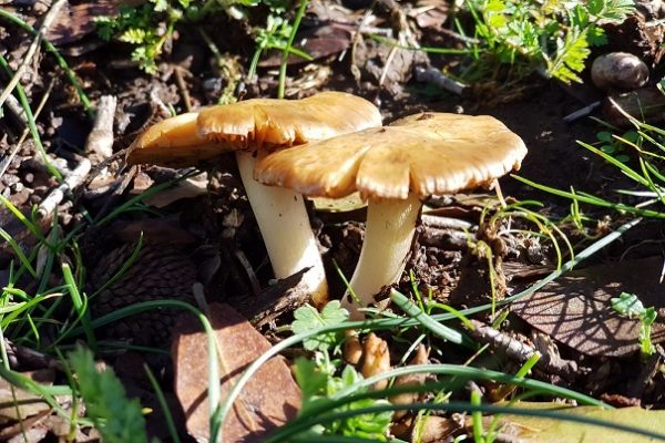 הג'ובה הגדולה שמורת טבע יער אודם