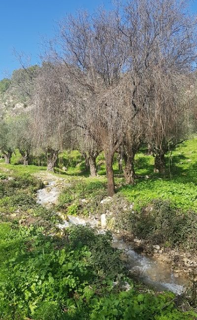שמורת הטבע נחל ראש פינה