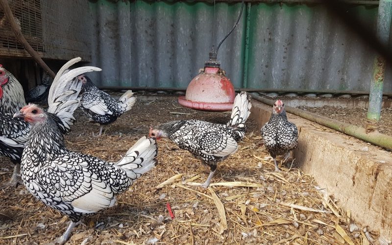 גן וחיות - גן חיות בקיבוץ דגניה א'