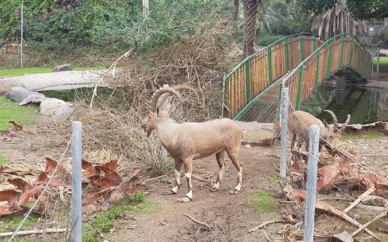 גן וחיות - גן חיות בקיבוץ דגניה א'