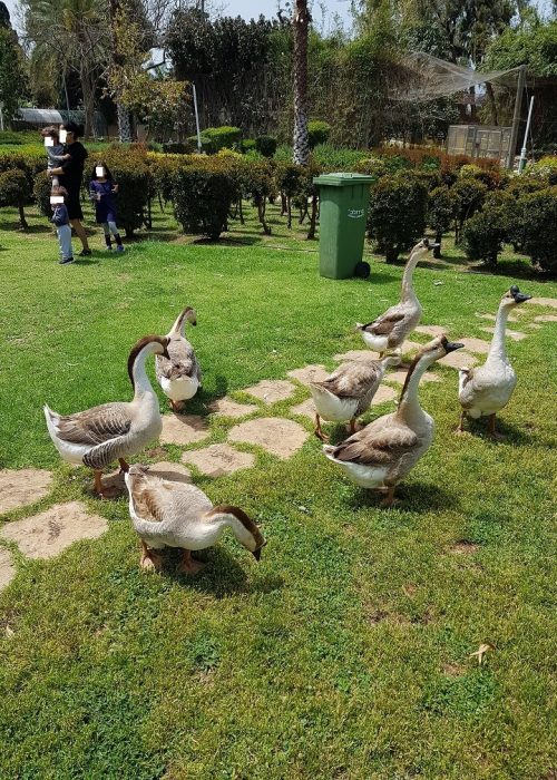 גן בוטני זואולוגי נהריה