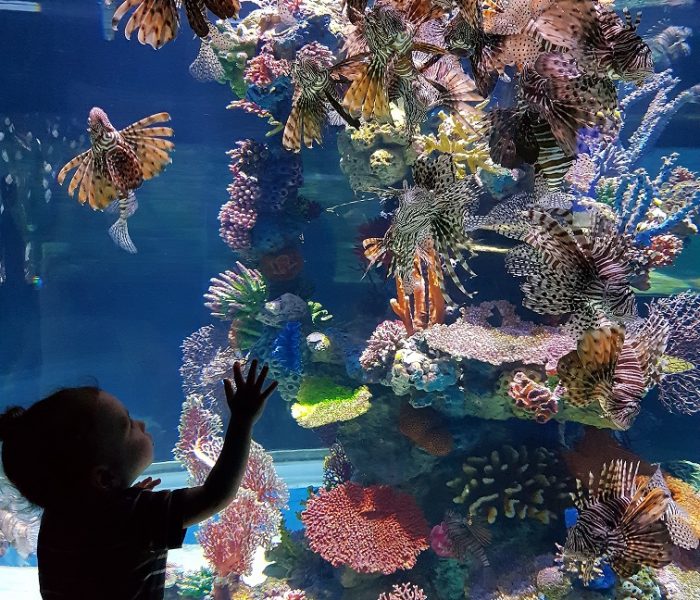 אקווריום ישראל