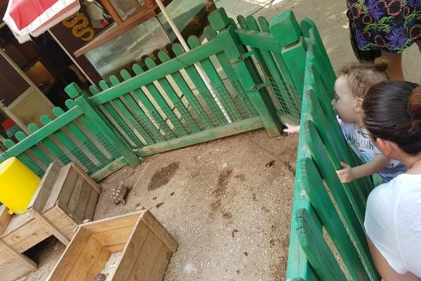 ג'ונגל כיף בית זרע בקעת הירדן