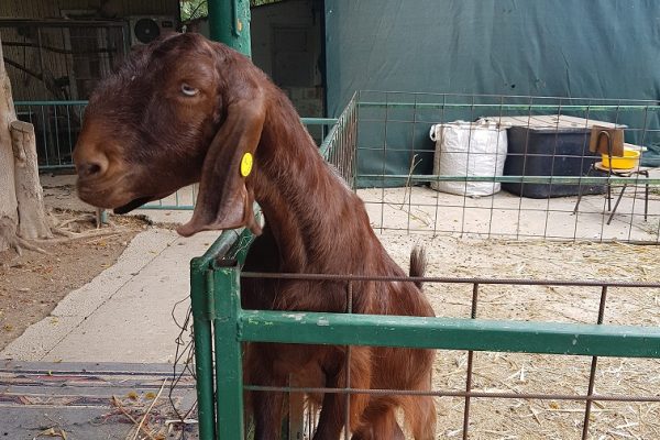 ג'ונגל כיף בית זרע בקעת הירדן