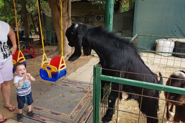 ג'ונגל כיף בית זרע בקעת הירדן