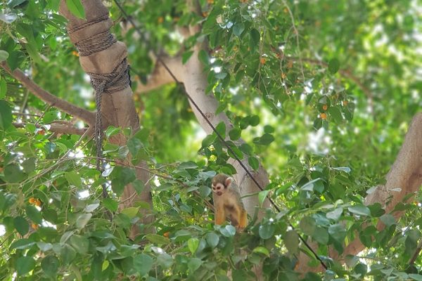 ג'ונגל כיף בית זרע בקעת הירדן