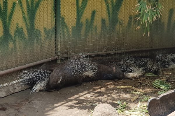 ג'ונגל כיף בית זרע בקעת הירדן