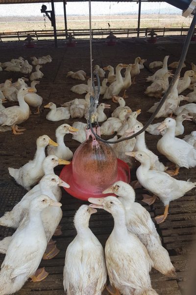 ברווזים בכפר – מרכז מבקרים לכל המשפחה