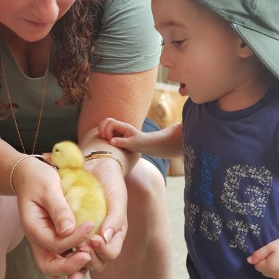 ברווזים בכפר – מרכז מבקרים לכל המשפחה
