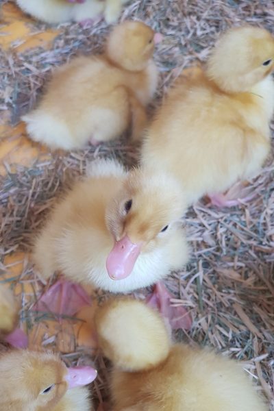 ברווזים בכפר – מרכז מבקרים לכל המשפחה