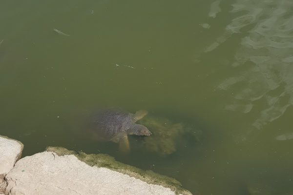 נחל אלכסנדר – פארק צבי הנחל