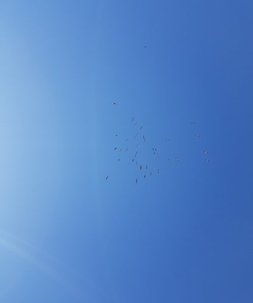 אגמון החולה של קקל ציפורים נודדות