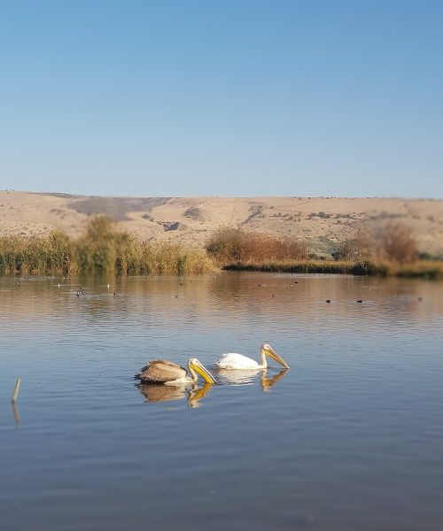אגמון החולה של קקל ציפורים נודדות