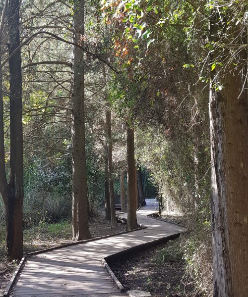 נחל השופט רמות מנשה חניון חרובים