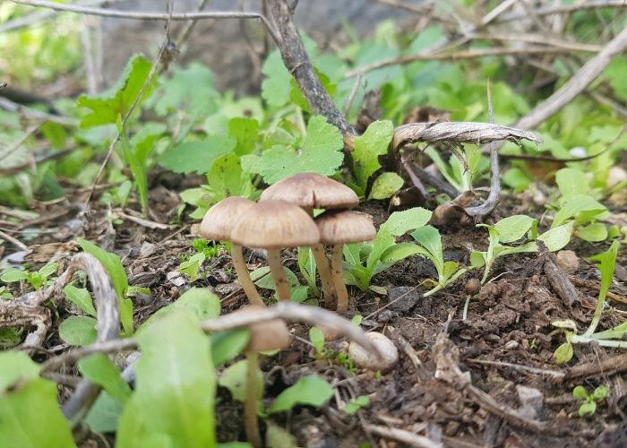 שביל בין הגשרים - נחל חרוד בית שאן