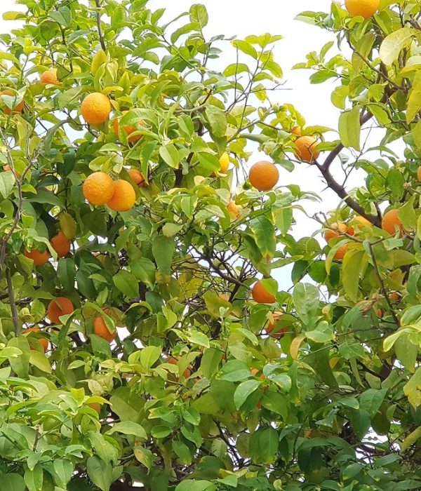 8 מקומות מומלצים לקטיף עצמי