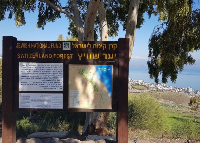 יער שוויץ – טיול בדרך נוף הכנרת