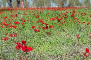 דרום אדום יער שוקדה