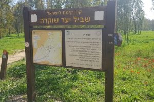 דרום אדום יער שוקדה