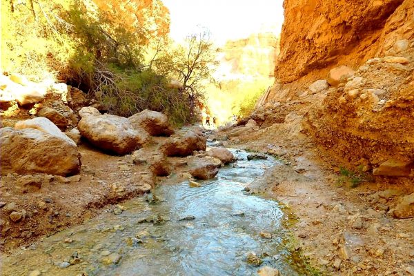 שמורת הטבע עין בוקק ים המלח