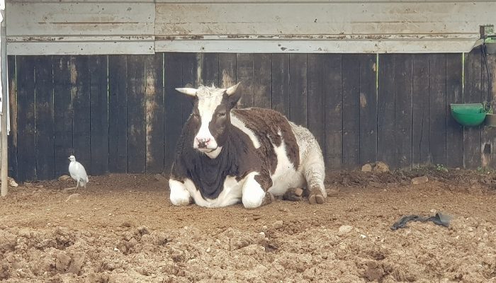 פארק ארץ הצבי – הטבע במלוא אדיבותו בלב השרון