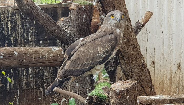 פארק ארץ הצבי – הטבע במלוא אדיבותו בלב השרון