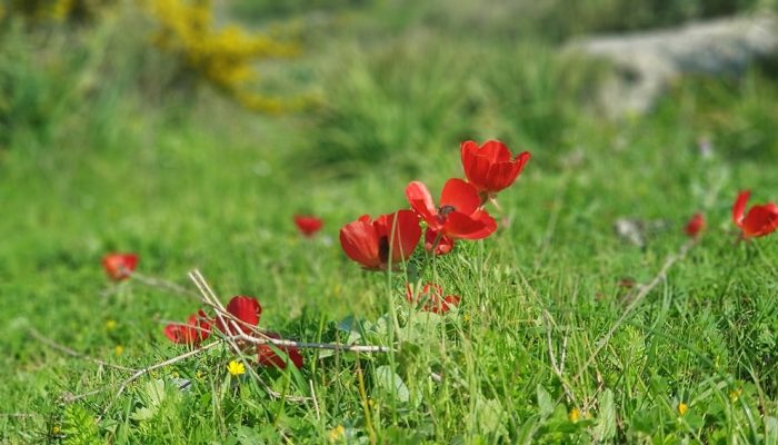 שמורת הטבע חרבת קרתא