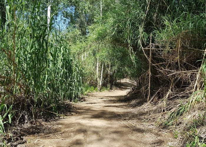 חניון האקליפטוסים נחל חרמון - בניאס