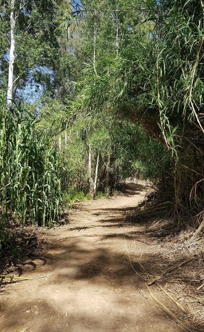 חניון האקליפטוסים נחל חרמון - בניאס