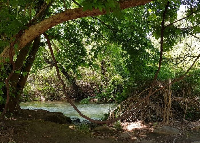 חניון האקליפטוסים נחל חרמון - בניאס