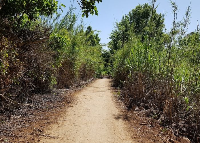 חניון האקליפטוסים נחל חרמון - בניאס