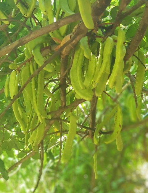 גן לאומי נחל צלמון