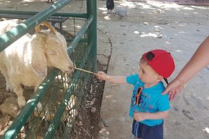 אגם חי בקיבוץ יראון