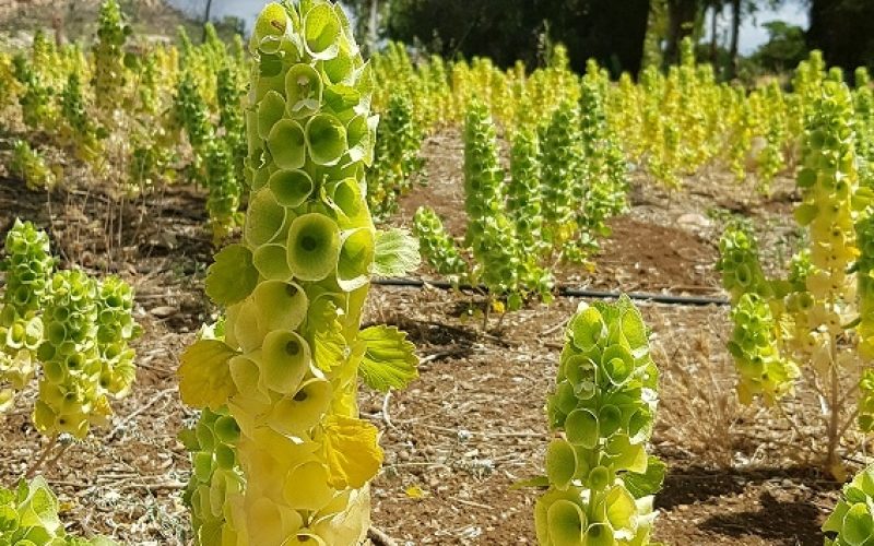 קיבוץ מלכיה – תצפיות מופלאות בקיבוץ הצפוני שכדאי להכיר