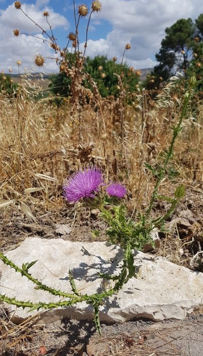 גן לאומי תל קדש – תל קדס