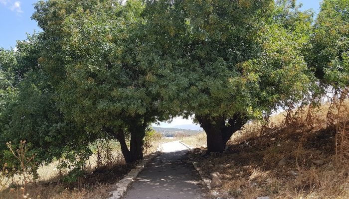 גן לאומי תל קדש – תל קדס