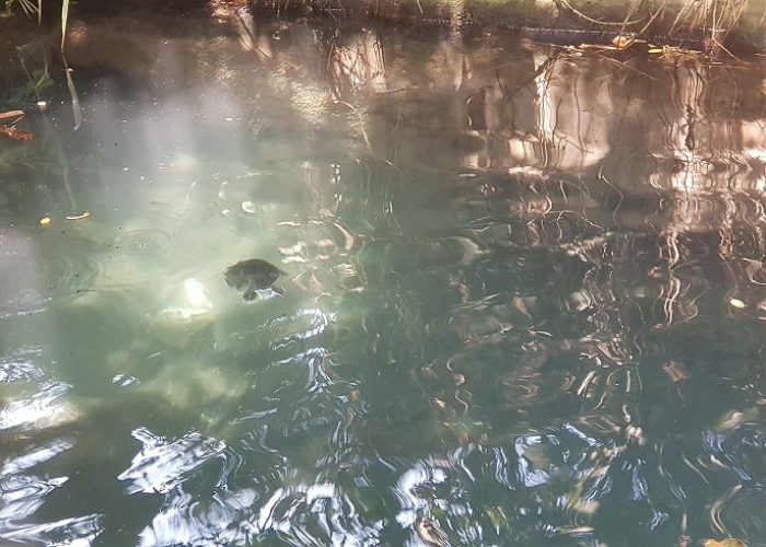 חמאם בנות יעקב - מעיין קטן ונסתר​