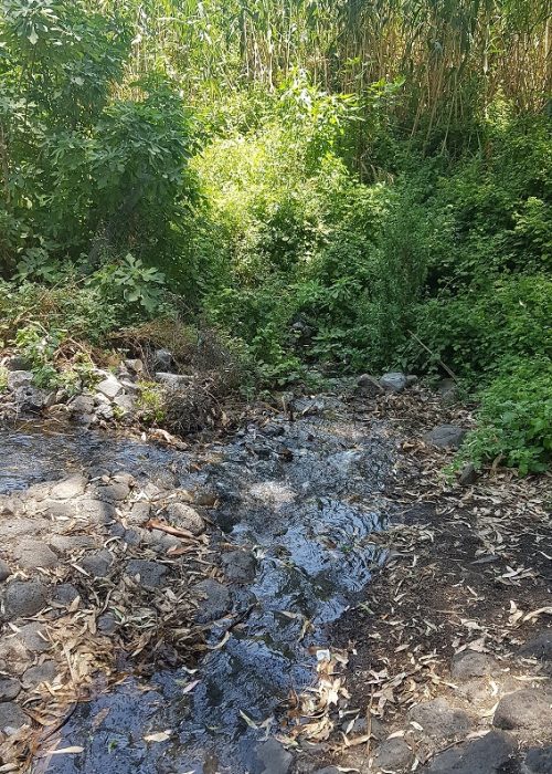 עין עלמין – בריכת קצינים ברמת הגולן