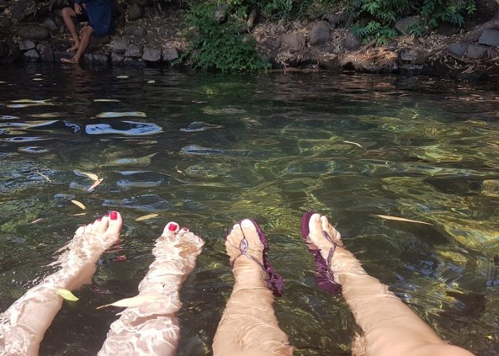 עין אמפי עין אקליפטוס מעיין צלול ברמת הגולן