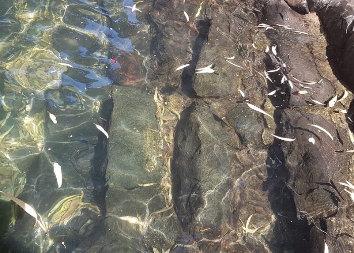 עין אמפי עין אקליפטוס מעיין צלול ברמת הגולן