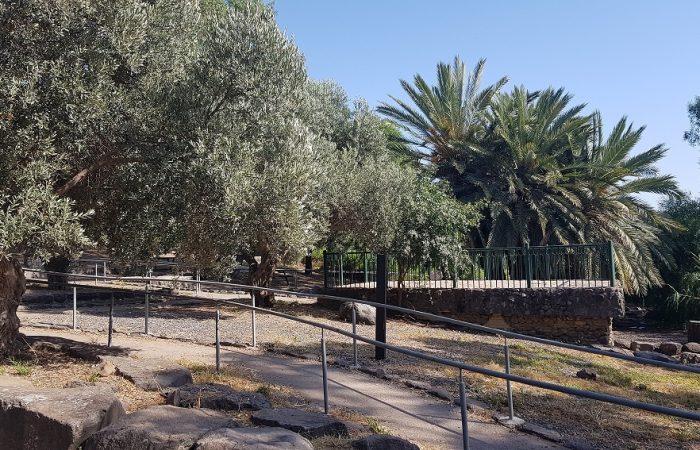 יער מבוא חמה ועין תאופיק (עין עקוב) – פארק מטיילים ומעיין זורם