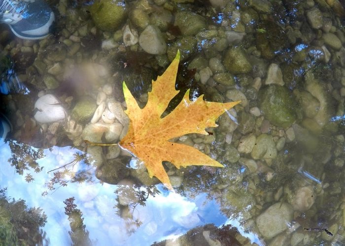 שלכת בשמורת הטבע נחל כזיב
