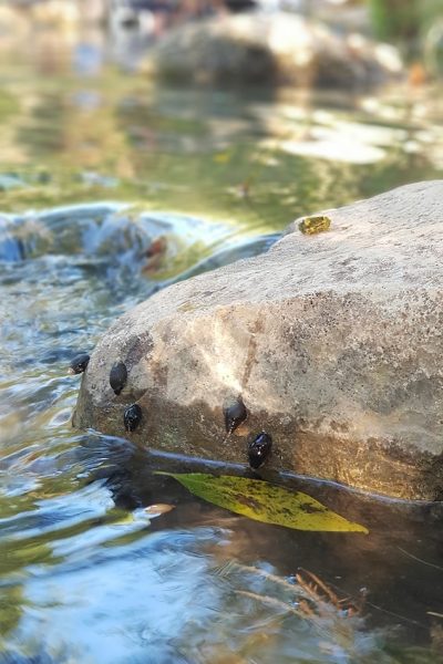 עין יבקע נחל ציפורי