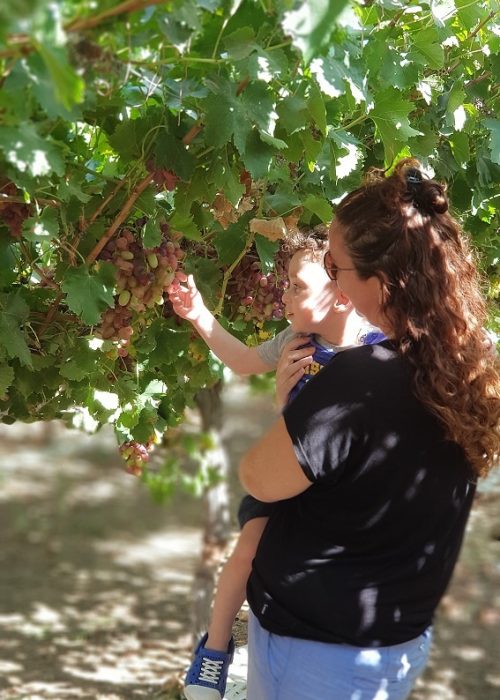 כרם רמון – כרם בלב מדבר